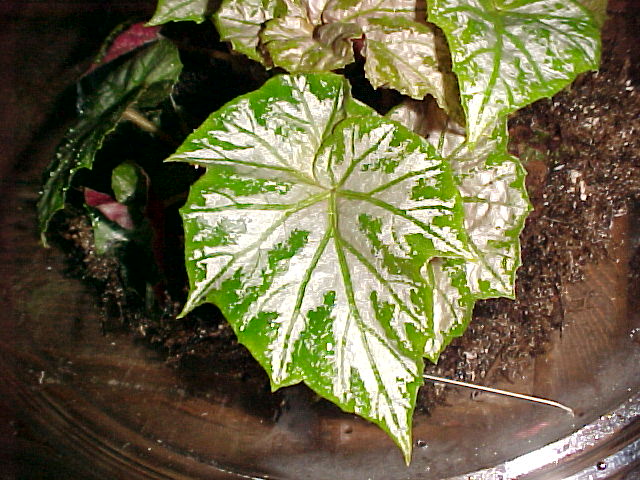 B. ‘Schertzo’